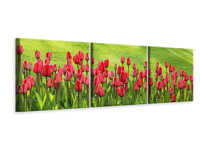 panoramic-3-piece-canvas-print-red-tulip-field-in-the-sunlight