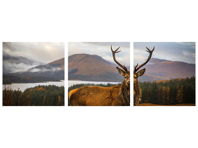 panoramic-3-piece-canvas-print-scottish-stag