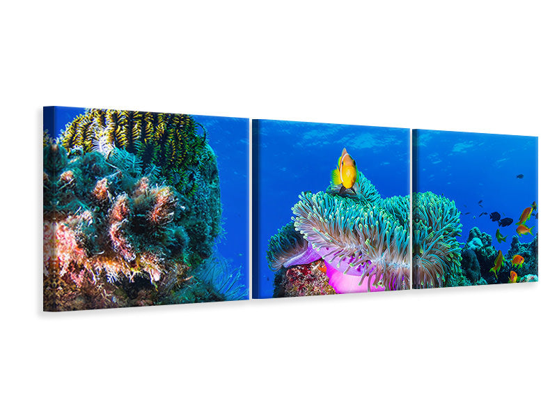 panoramic-3-piece-canvas-print-sea-life