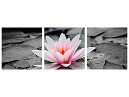 panoramic-3-piece-canvas-print-the-art-of-water-lily