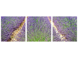 panoramic-3-piece-canvas-print-the-lavender-field