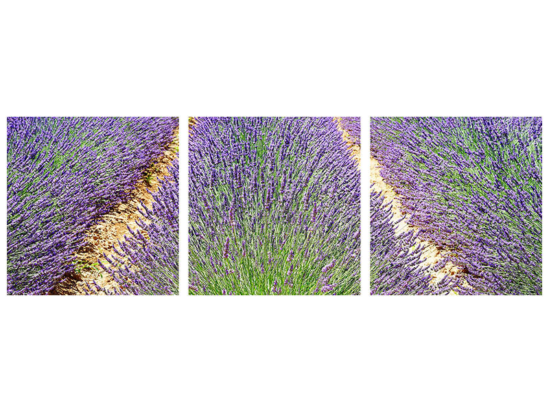 panoramic-3-piece-canvas-print-the-lavender-field