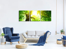 panoramic-3-piece-canvas-print-tree