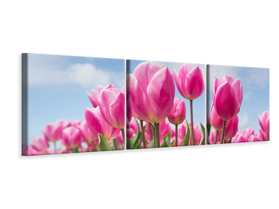 panoramic-3-piece-canvas-print-tulip-field-in-pink