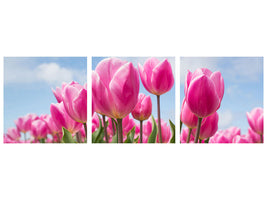 panoramic-3-piece-canvas-print-tulip-field-in-pink