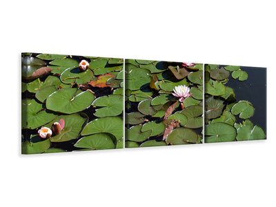 panoramic-3-piece-canvas-print-white-water-lilies-in-the-pond