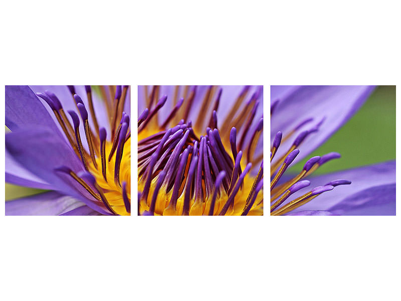 panoramic-3-piece-canvas-print-xxl-water-lily-in-purple