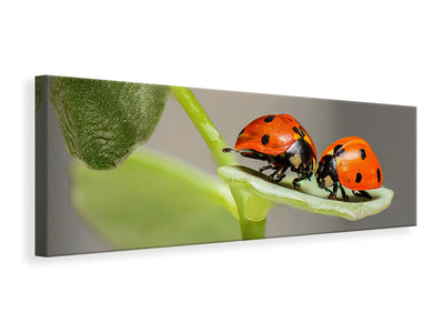 panoramic-canvas-print-2-ladybirds