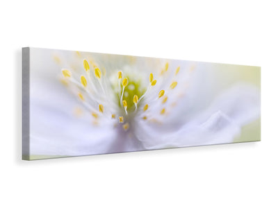 panoramic-canvas-print-anemone-beauty