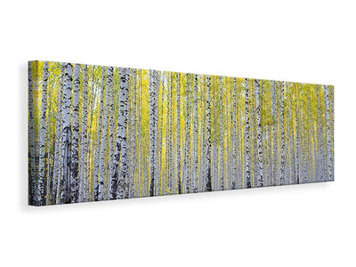 panoramic-canvas-print-autumnal-birch-forest