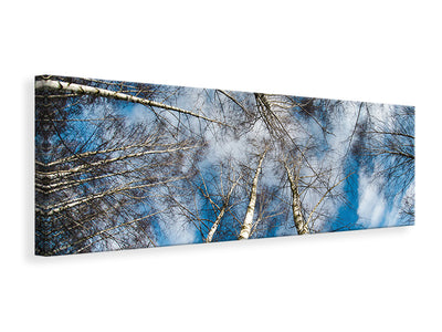 panoramic-canvas-print-birch-crowns