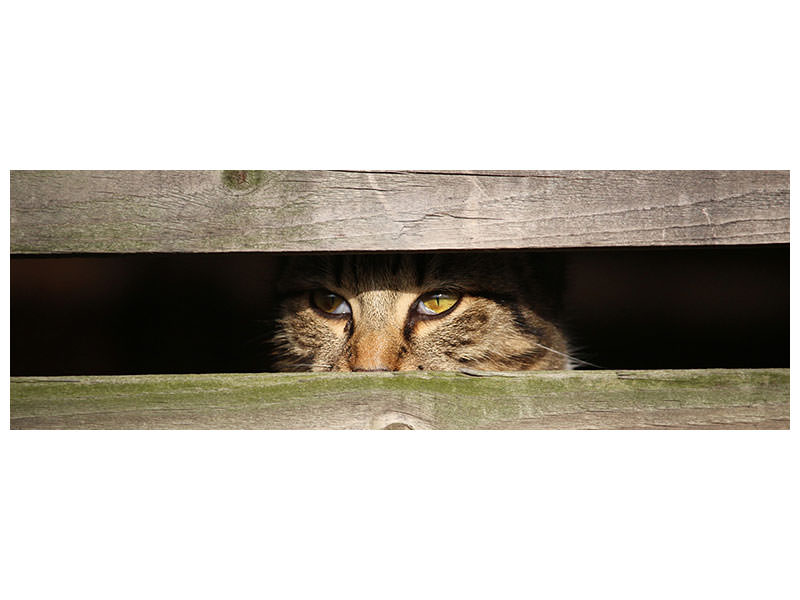 panoramic-canvas-print-cat-in-hiding