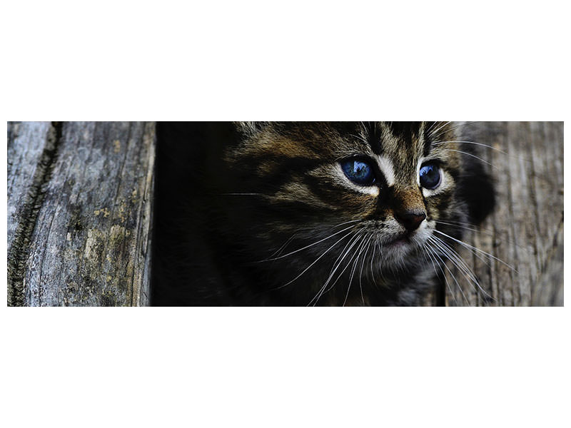 panoramic-canvas-print-cats-child