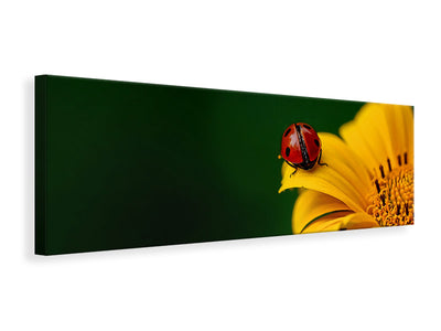 panoramic-canvas-print-ladybug-on-the-sunflower