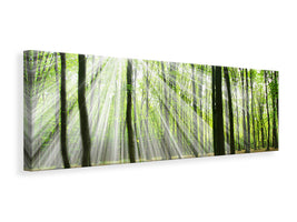 panoramic-canvas-print-magic-light-in-the-trees