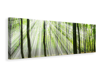 panoramic-canvas-print-magic-light-in-the-trees