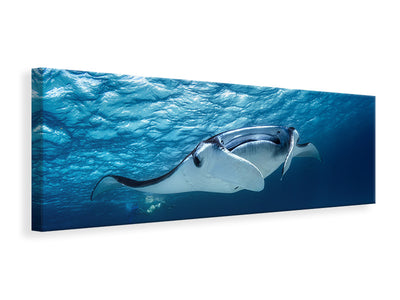 panoramic-canvas-print-manta-ray