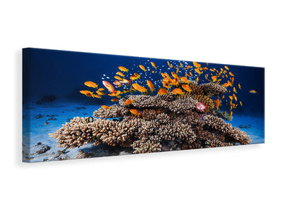 panoramic-canvas-print-marine-life