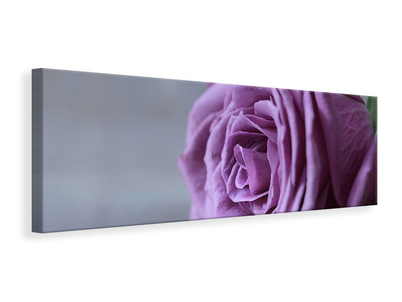 panoramic-canvas-print-rose-in-purple-xxl