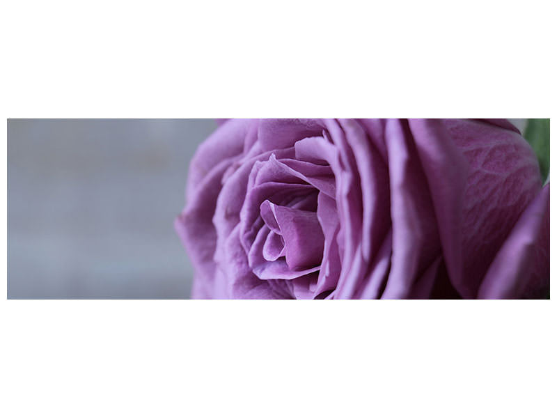 panoramic-canvas-print-rose-in-purple-xxl