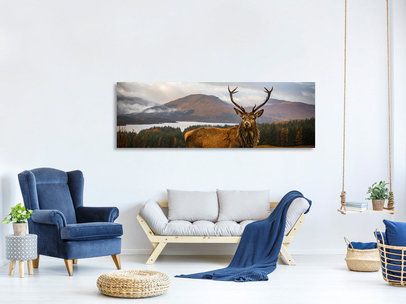 panoramic-canvas-print-scottish-stag