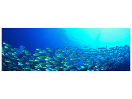 panoramic-canvas-print-shoal-of-fish