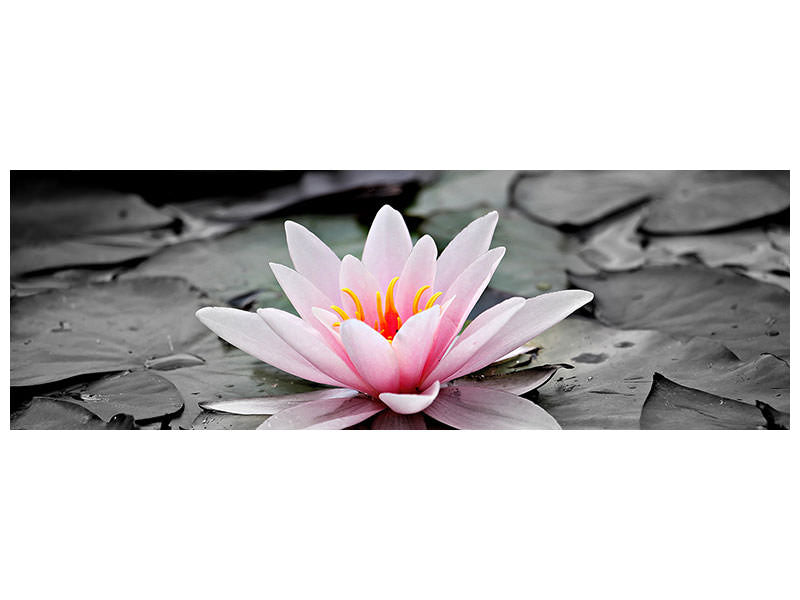 panoramic-canvas-print-the-art-of-water-lily