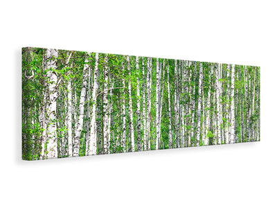 panoramic-canvas-print-the-birch-forest