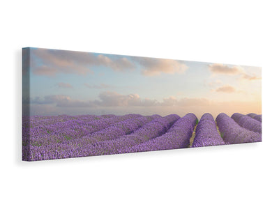 panoramic-canvas-print-the-blooming-lavender-field