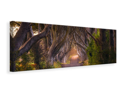 panoramic-canvas-print-the-glowing-hedges
