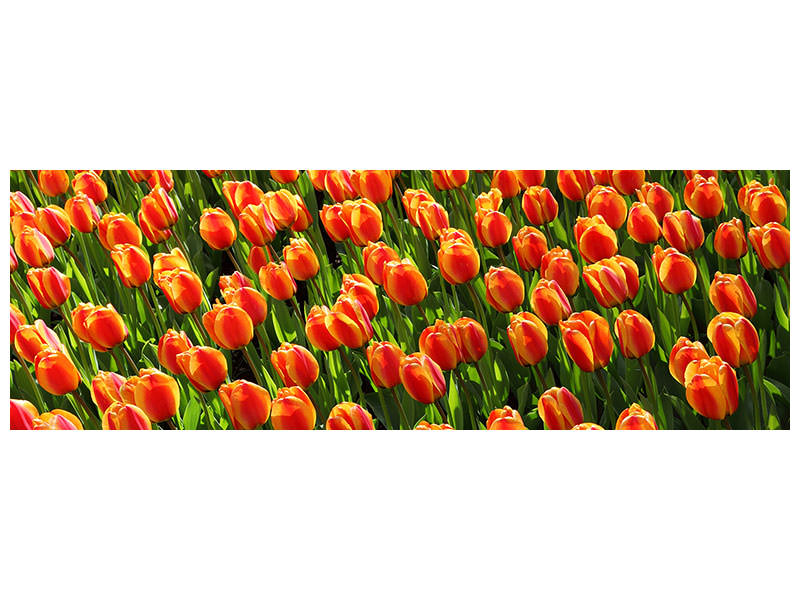 panoramic-canvas-print-tulip-field-in-orange