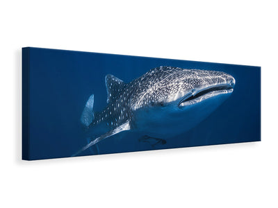 panoramic-canvas-print-whale-shark