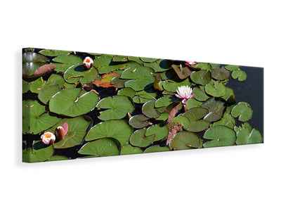 panoramic-canvas-print-white-water-lilies-in-the-pond