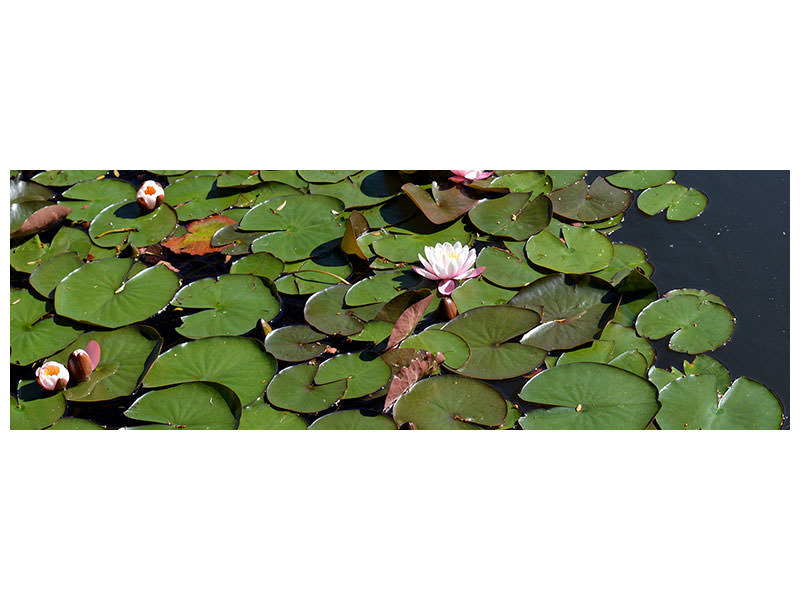 panoramic-canvas-print-white-water-lilies-in-the-pond